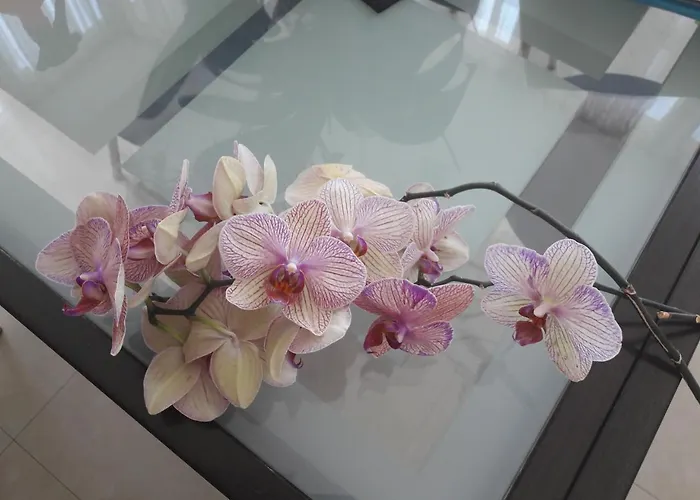 Arcadia- Gagarin Plaza 5/2 Апартаменти